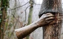 世界上最孤獨的手 握了半個世紀樹干 游客卻說太殘忍