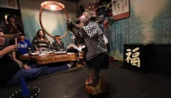日本最火爆的餐廳之一 猴子當(dāng)服務(wù)生，報(bào)酬只要香蕉
