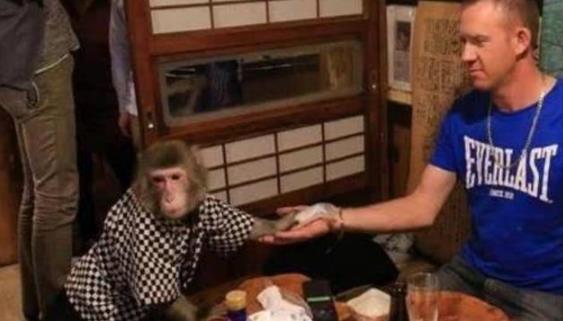 日本最火爆的餐廳之一 猴子當(dāng)服務(wù)生，報(bào)酬只要香蕉