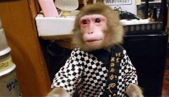 日本最火爆的餐廳之一 猴子當(dāng)服務(wù)生，報(bào)酬只要香蕉