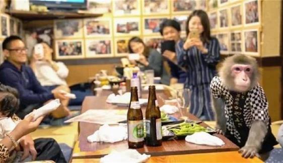 日本最火爆的餐廳之一 猴子當(dāng)服務(wù)生，報(bào)酬只要香蕉