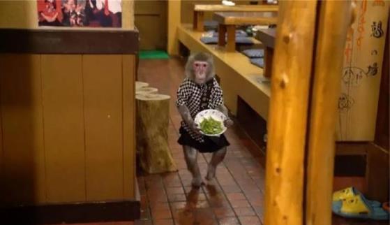 日本最火爆的餐廳之一 猴子當(dāng)服務(wù)生，報(bào)酬只要香蕉