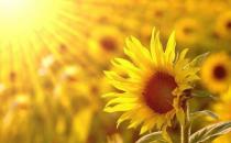 ?樂觀心態(tài)是健康內(nèi)因 生活中保持樂觀心態(tài)的方法