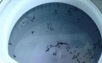 洗衣機(jī)半年不洗內(nèi)部很臟 家政阿姨支招洗衣服更干凈