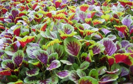 孕婦能吃海帶嗎 六種蔬菜孕婦不能吃