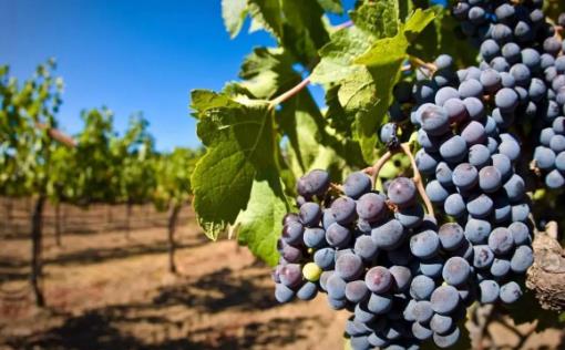 吃水果可以瘦肚子 這7種水果不要錯過