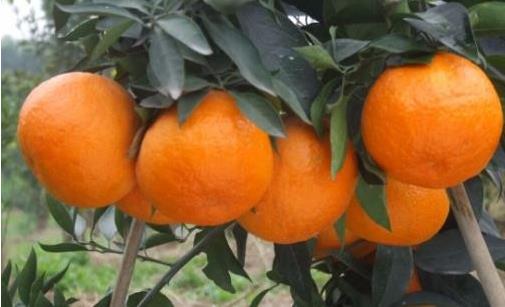 秋季孕媽多吃這4類水果 滋陰潤肺防便秘