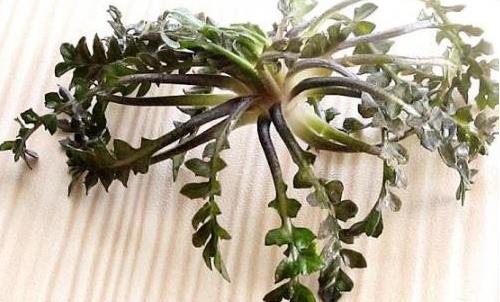 孕婦早餐 5類食物不可少