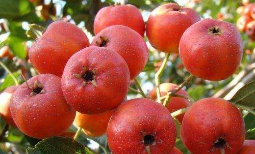 孕晚期水果魚類盤點 孕媽值得注意