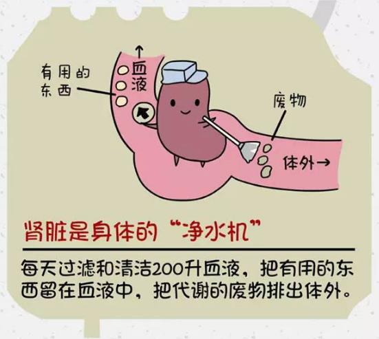 腎好才是硬道理 日常保護腎臟的方法