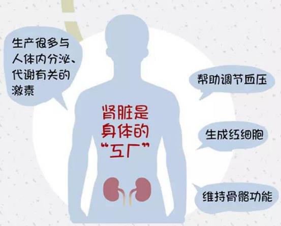 腎好才是硬道理 日常保護腎臟的方法
