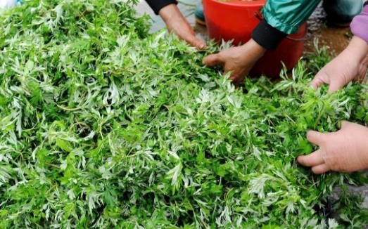 艾葉的功效 中醫大夫教你用艾葉和黑眼圈說拜拜