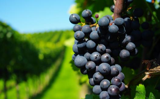 老年人貧血 補(bǔ)血必吃的8種食物