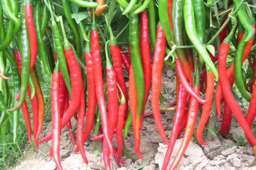 通過鍛煉和少吃減肥以外 中醫(yī)穴位按摩也可以減肥