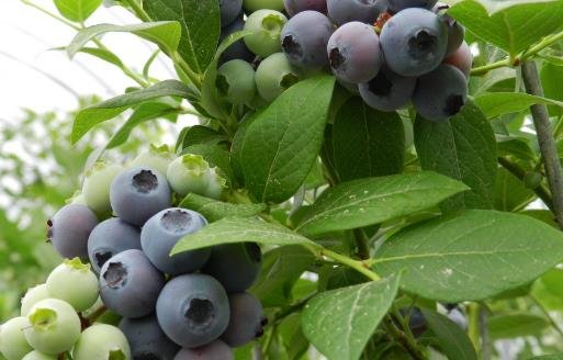 通過鍛煉和少吃減肥以外 中醫(yī)穴位按摩也可以減肥