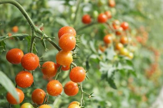 水果最常見的誤區(qū) 最養(yǎng)生的水果大盤點