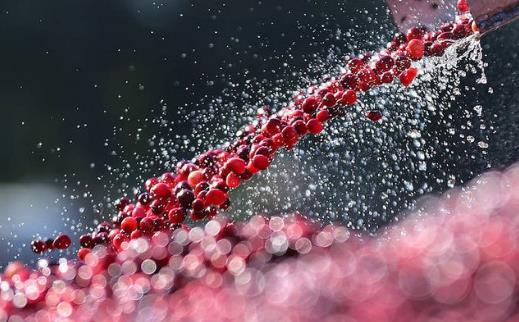 吃了這么久蔓越莓，才知道原來它還有這五大功效，美容養(yǎng)