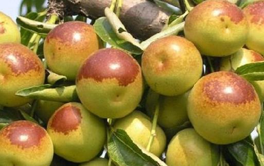 冬棗有哪些益處?醫生:冬棗的這四個功效你要知道,解酒