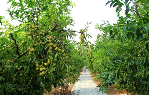 冬棗有哪些益處?醫生:冬棗的這四個功效你要知道,解酒