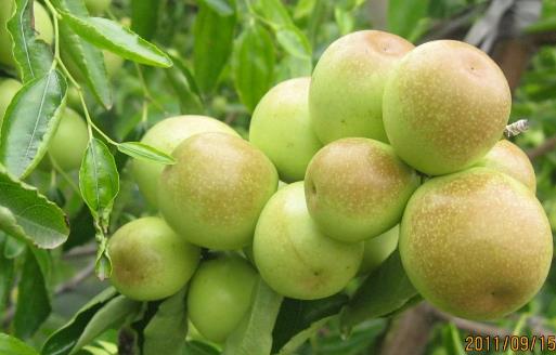 冬棗有哪些益處?醫生:冬棗的這四個功效你要知道,解酒