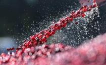 常吃蔓越莓可以達到這五大功效 美容養顏又抗菌