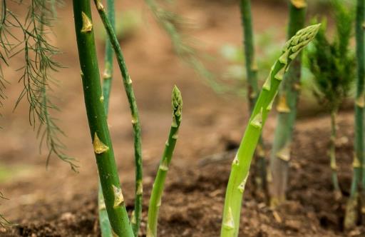 吃蘆筍的好處 蘆筍有這五大功效健康蔬菜就是它