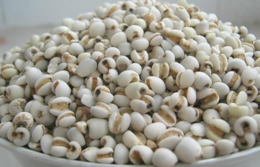 薏米吃對了除濕益氣，試試這幾個薏米的食療方