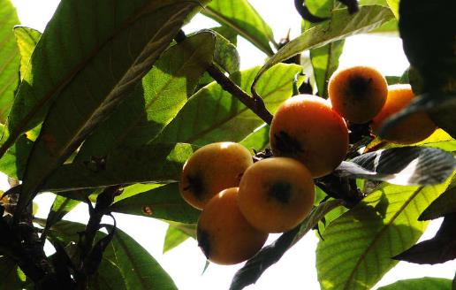 枇杷怎么吃止咳潤肺？老人孩子都可以吃