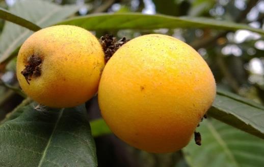 枇杷怎么吃止咳潤肺？老人孩子都可以吃