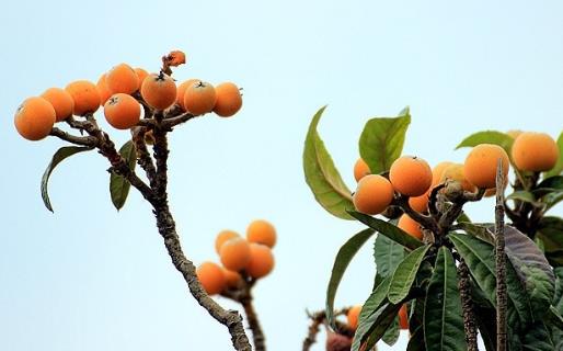 枇杷怎么吃止咳潤肺？老人孩子都可以吃