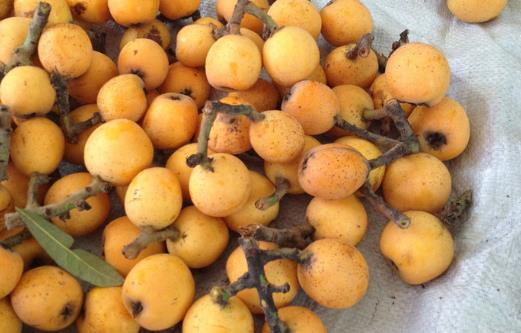 枇杷怎么吃止咳潤肺？老人孩子都可以吃