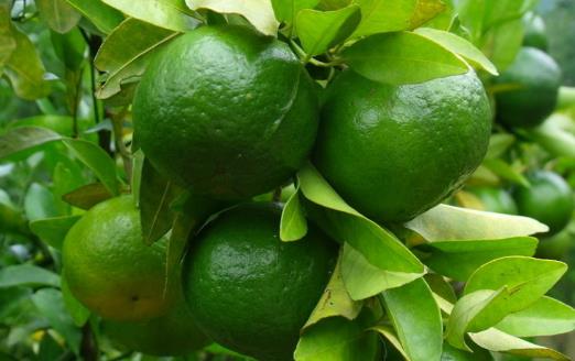 橘子全身是寶 橘皮橘絡都不要再扔了