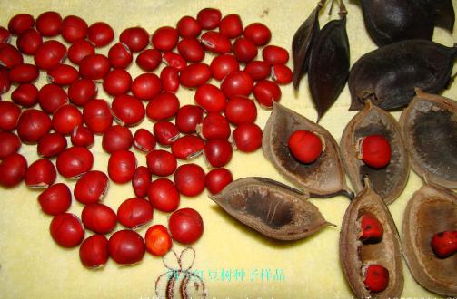 紅豆不只是相思其實吃更好 營養豐富好處多