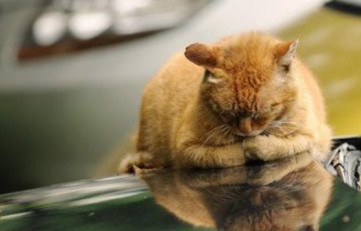 春天總愛犯困別大意  提神補充能量吃這些