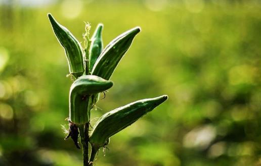 都說(shuō)秋葵營(yíng)養(yǎng)豐富，它這四個(gè)功效你知道嗎？