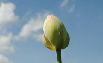 咳嗽多痰火氣大 常吃些脆嫩香甜的蓮藕吧