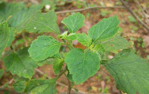 感冒了別隨便買中成藥吃 這些用藥錯誤你都犯了嗎？