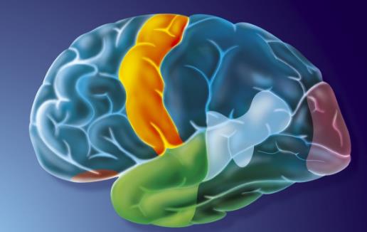 超強的記憶里讓你過目不忘  不再總是狗熊掰棒子