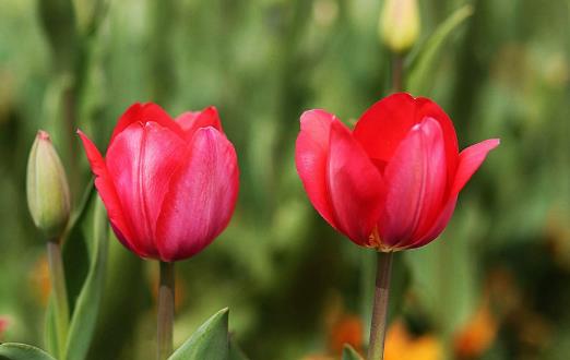 注意！未來3個月是過敏性結膜炎高發期