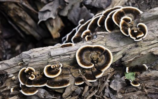 春季養陽 多吃靈芝藥膳幫你輕松降壓
