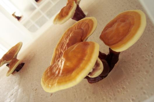 春季養陽 多吃靈芝藥膳幫你輕松降壓