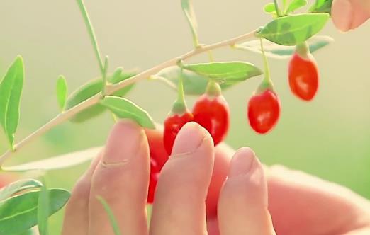 枸杞對身體最有益的吃法 最好的吃法不是泡水