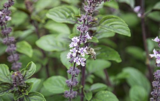 九層塔有國王藥草的美譽 女性經期前的好伙伴