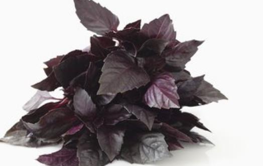 九層塔有國王藥草的美譽 女性經期前的好伙伴