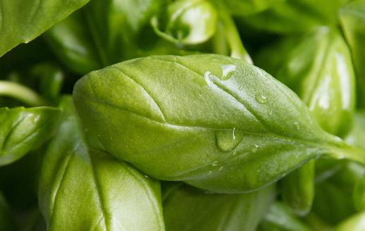 九層塔有國王藥草的美譽 女性經期前的好伙伴