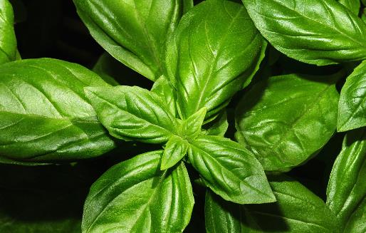 九層塔有國王藥草的美譽 女性經期前的好伙伴