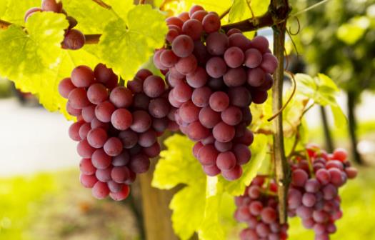 經期想要有好皮膚要吃對  吃這些讓皮膚水嫩