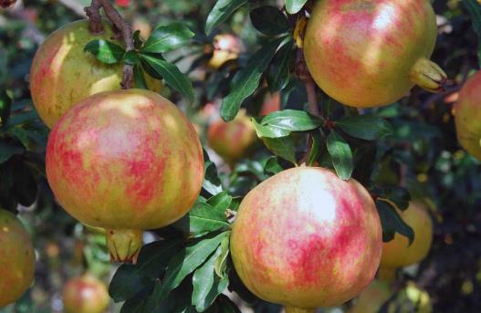 經期想要有好皮膚要吃對  吃這些讓皮膚水嫩