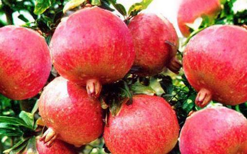 紅石榴被譽(yù)為水果中的紅寶石 紅石榴的功效及食用小妙招