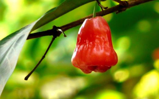 蓮霧熱量低營(yíng)養(yǎng)豐富且能降血壓